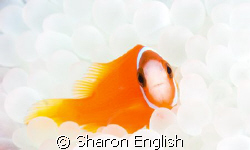 Cute juvie Tomato Anemonefish by Sharon English 